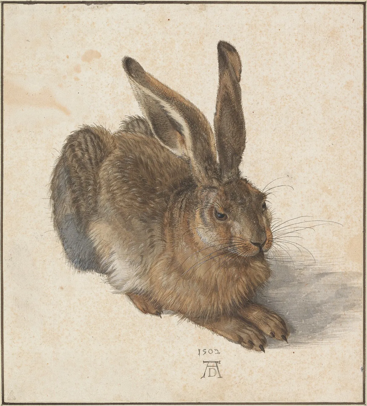 La liebre